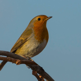 Kızılgerdan - Erithacus rubecula - European Robin