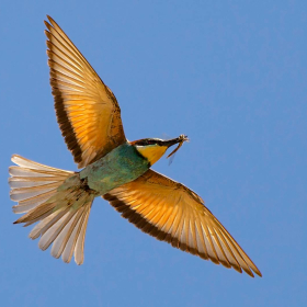 Arıkuşu - Merops apiaster - European Bee-eater