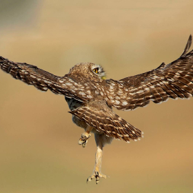 Kukumav - Athene noctua - Little Owl