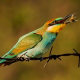 Arıkuşu - Merops apiaster - European Bee-eater