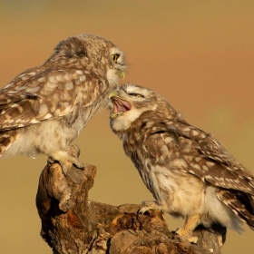 Kukumav - Athene noctua - Little Owl