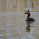 Kara boyunlu batağan - Podiceps nigricollis