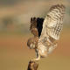 Kukumav - Athene noctua - Little Owl