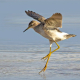 Orman düdükçünü - Tringa glareola - Wood Sandpiper