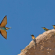 Arıkuşu - Merops apiaster - European Bee-eater