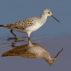 Bataklık düdükçünü - Tringa stagnatilis - Marsh Sandpiper