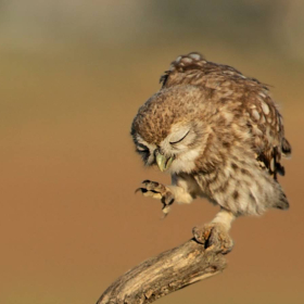 Kukumav - Athene noctua - Little Owl