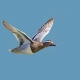 Çıkrıkçın - Garganey - Spatula querquedula