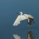 Küçük Ak Balıkçıl - Little Egret - Egretta garzetta