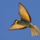 Arıkuşu - Merops apiaster - European Bee-eater