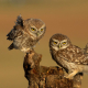 Kukumav - Athene noctua - Little Owl