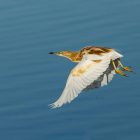 Alaca balıkçıl - Ardeola ralloides - Squacco Heron