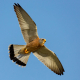 Kerkenez - Falco tinnunculus - Common kestrel