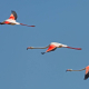 Flamingo » Phoenicopterus roseus » Greater Flamingo