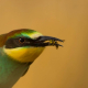 Arıkuşu - Merops apiaster - European Bee-eater