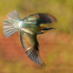 Arıkuşu - Merops apiaster - European Bee-eater