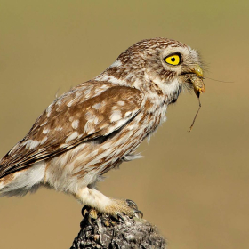 Kukumav - Athene noctua - Little Owl