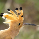 İbibik - Eurasian Hoopoe - Upupa epops