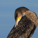 Karabatak - Phalacrocorax carbo - Great cormorant