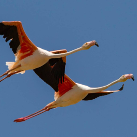 Flamingo » Phoenicopterus roseus » Greater Flamingo