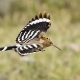 İbibik - Eurasian Hoopoe - Upupa epops