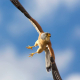 Kerkenez - Falco tinnunculus - Common kestrel