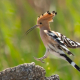 İbibik - Eurasian Hoopoe - Upupa epops