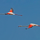 Flamingo » Phoenicopterus roseus » Greater Flamingo