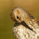 Karakarınlı Kum Kuşu - Calidris alpina - Dunlin