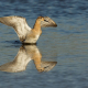 Dövüşkenkuş - Calidris pugnax - Ruff