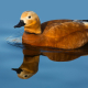 Angıt - Tadorna ferruginea - Ruddy Shelduck