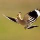 İbibik - Eurasian Hoopoe - Upupa epops