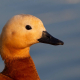 Angıt - Tadorna ferruginea - Ruddy Shelduck