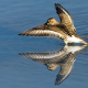 Karakarınlı Kum Kuşu - Calidris alpina - Dunlin