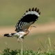 İbibik - Eurasian Hoopoe - Upupa epops