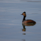 Kara boyunlu batağan - Podiceps nigricollis