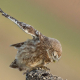 Kukumav - Athene noctua - Little Owl